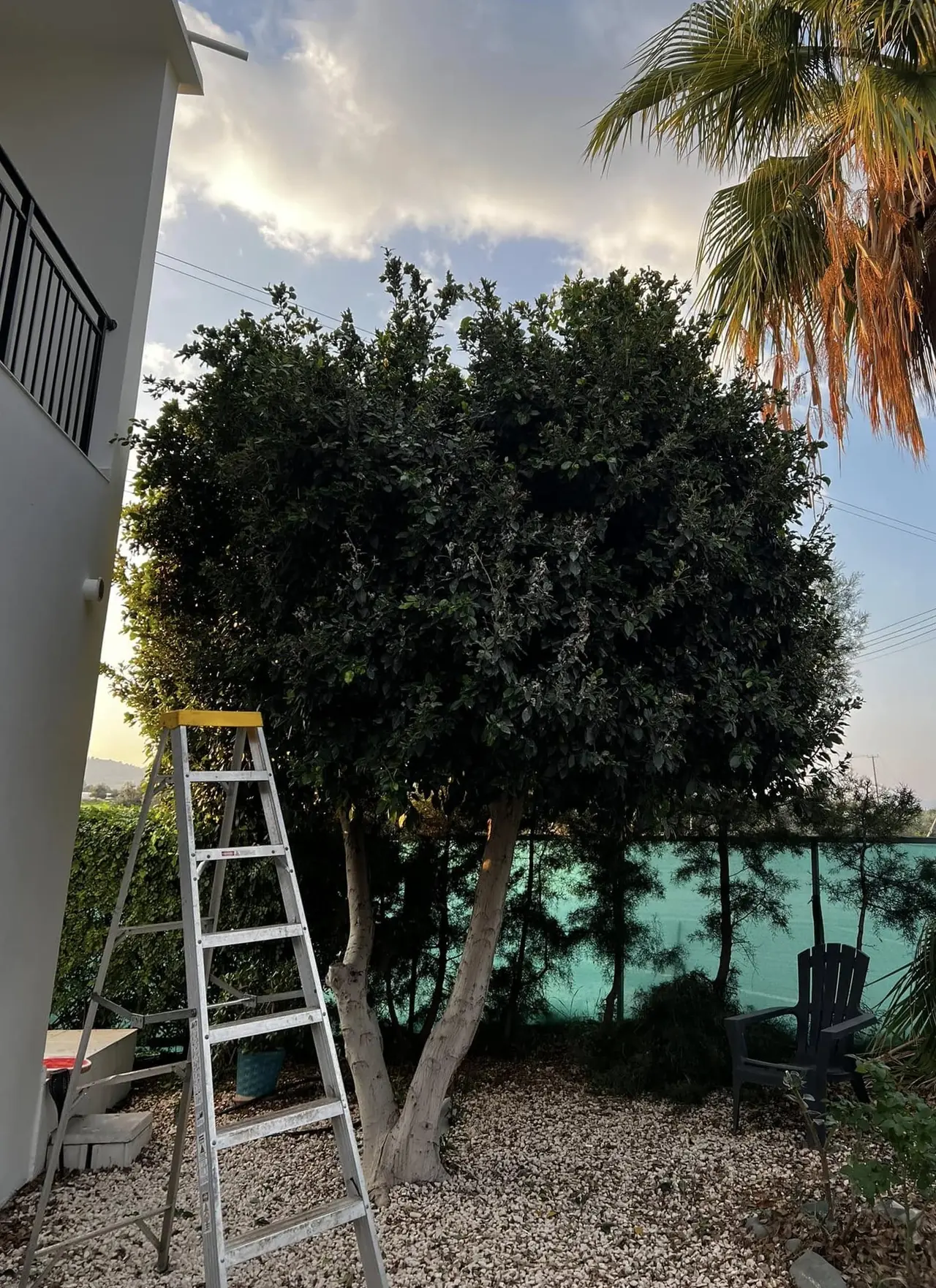 Overgrown tree crowding a garden wall