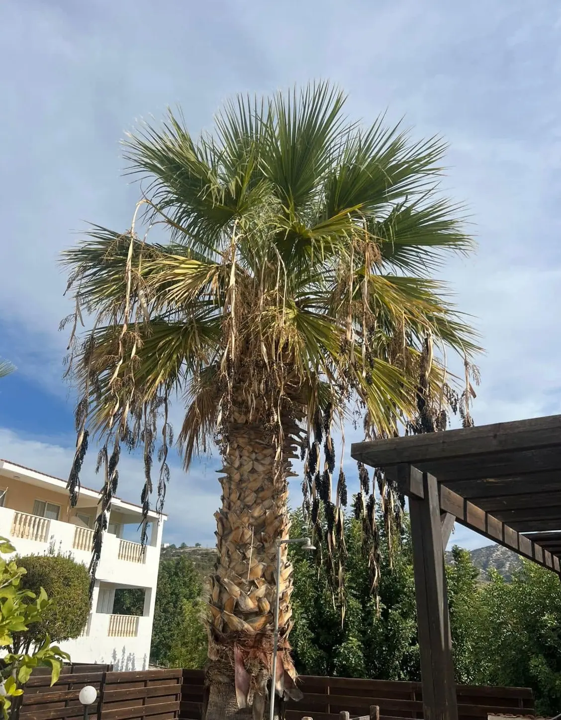 Fan palm with a skirt of dead fronds, before dressing