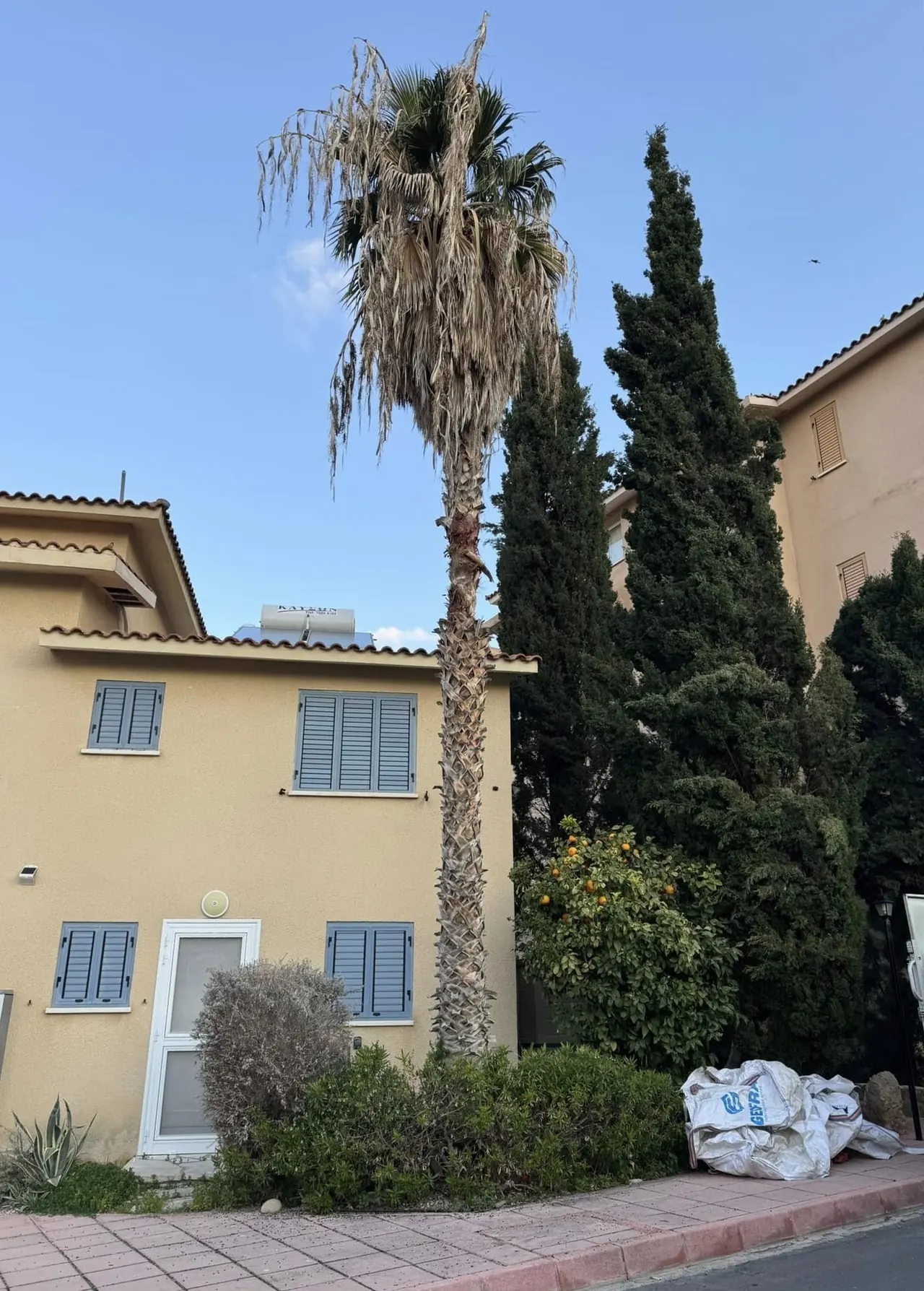 Tall, tired palm beside a house