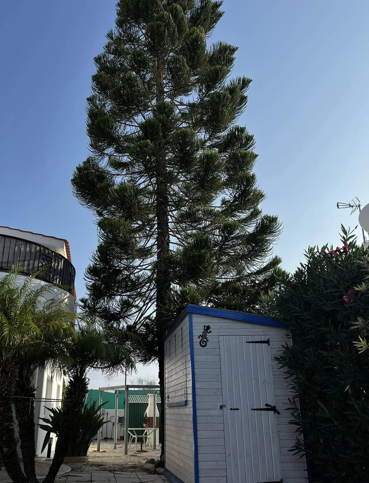 Very tall pine towering over a garden shed