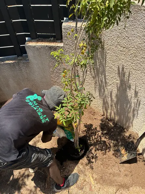 Planting a young tree