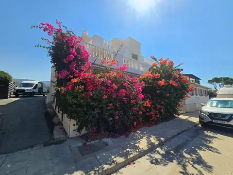 Bougainvillea in full bloom