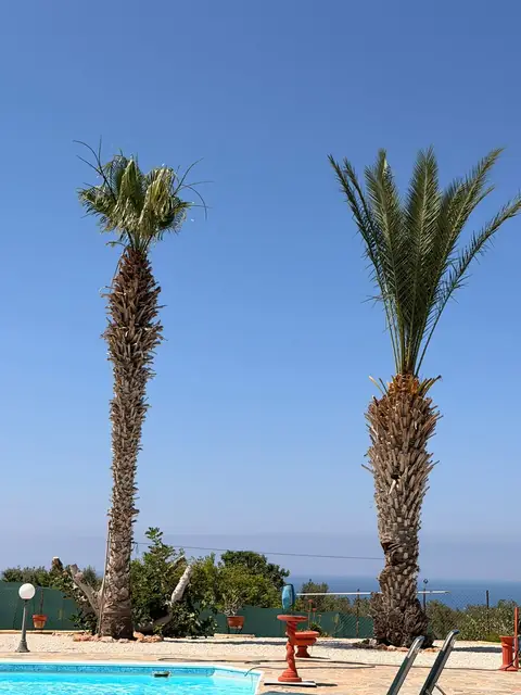 Date palms by the pool, dressed to clean trunks
