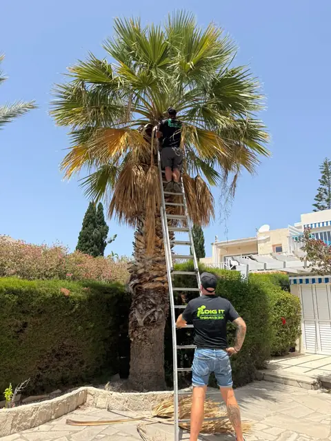 Climbing a fan palm to dress the crown