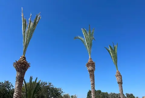 Date palms pruned against a clear sky