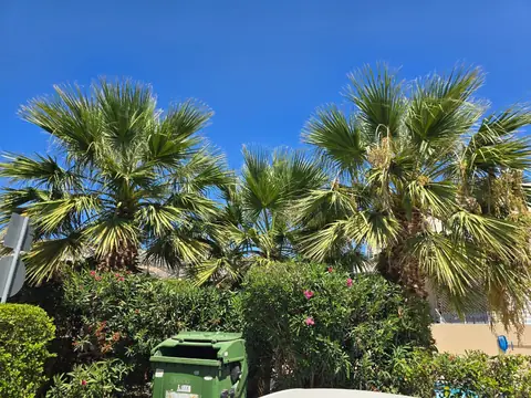 A row of fan palms, freshly trimmed