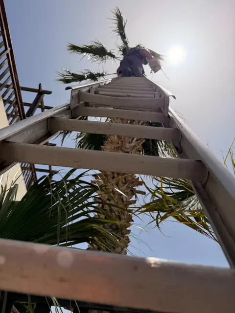 Up the ladder to the palm crown