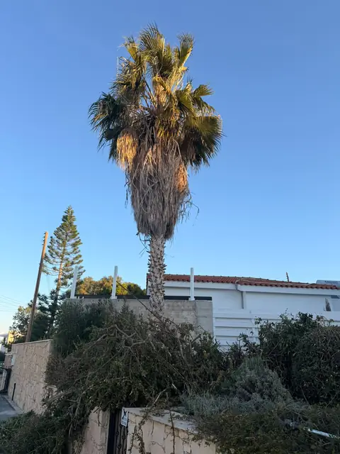 A tall fan palm over the garden wall