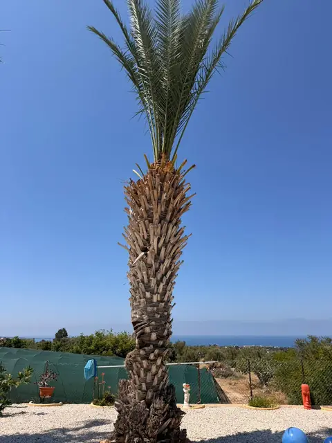A date palm trimmed, with the sea behind