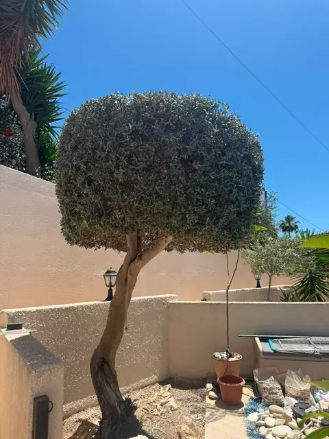 An olive tree shaped into a neat dome