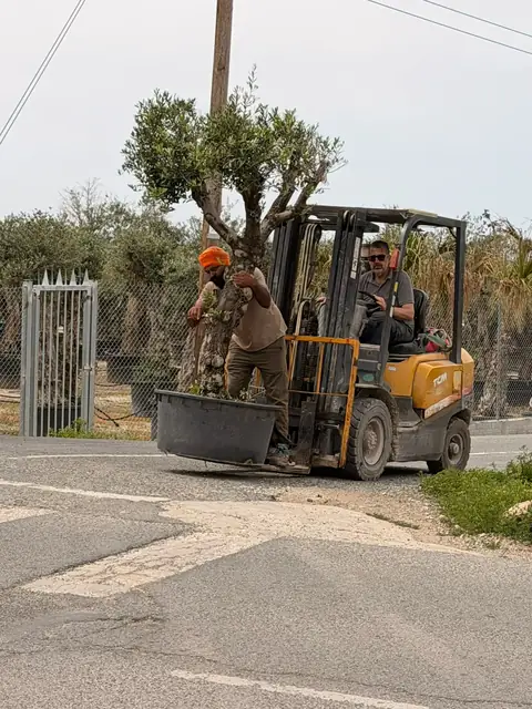 Μεταφορά αιωνόβιας ελιάς στη θέση της