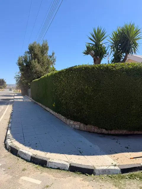 A hedge rounded neatly at the corner