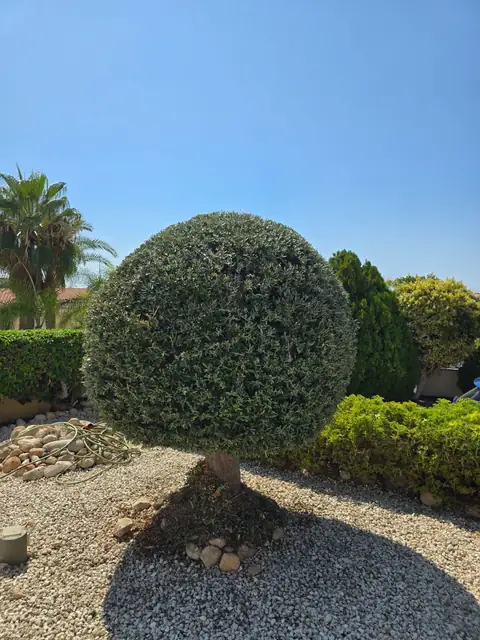 A topiary ball clipped on a gravel bed