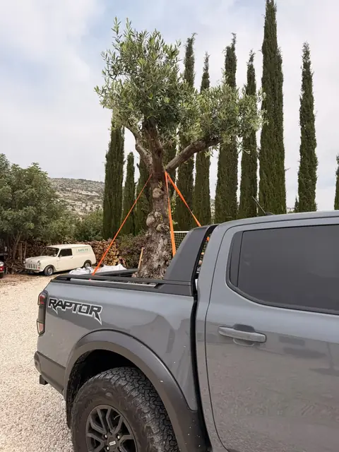 Αιωνόβια ελιά στον δρόμο για τη φύτευση