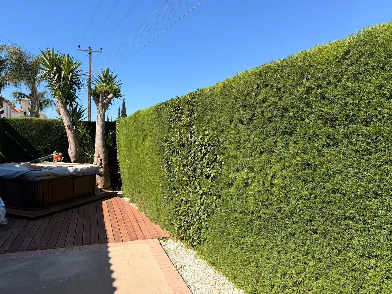 Photo of an overgrown hedge sent by a client